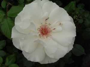 JACQUELINE DU PRE (floribunda)